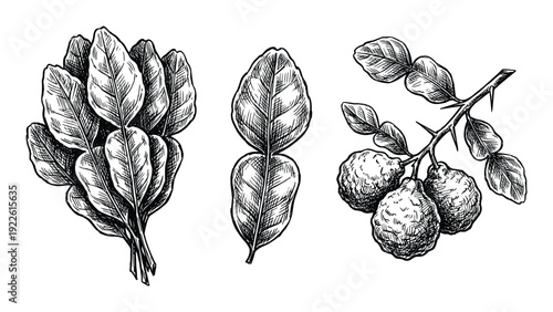 Kaffir lime botanical illustration. Leaves and fruit drawing isolated on white