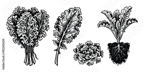 Kale vegetable illustration, green leafy vegetables isolated, food concept drawing, cooking ingredients, harvest time