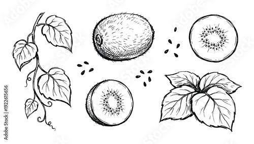 Kiwi fruit sketch with leaves, sliced kiwis and seeds vector illustration