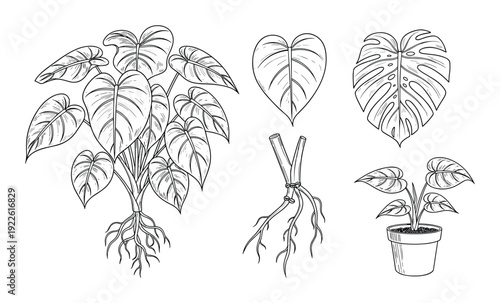Monstera deliciosa plant line art vector illustration with leaf and roots, nature design.