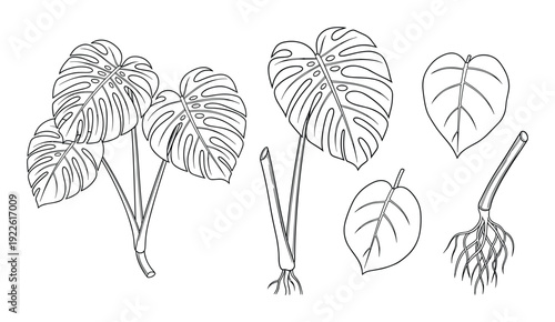 Monstera plant line art illustration. Monstera leaves, stems and roots drawing set