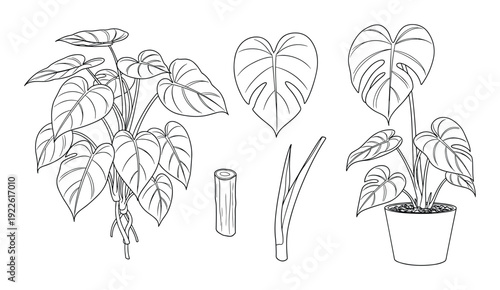 Monstera plant line art, isolated leaves and cuttings. Botanical vector illustration