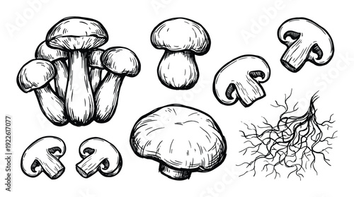 Mushroom drawings set. Fungus botanical sketches with caps, stems and root system illustrations.