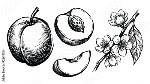 Peach sketch illustration of whole, half and slice with flowers and leaf. Hand drawn style.