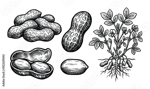 Peanuts plant drawing, pods and kernels, botanical illustration