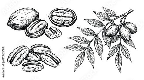 Pecan nuts illustration, pecan branch with leaves, vintage botanical drawing, food ingredient vector