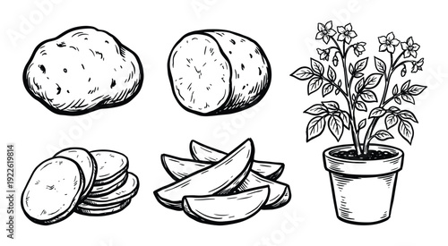 Potato stages vector illustration. Raw, sliced, wedges potatoes and potato plant in flowerpot.
