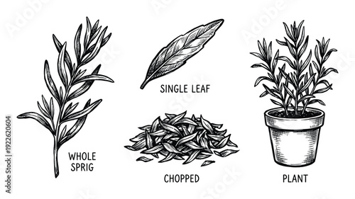 Rosemary herb vector illustration: sprig, single leaf, chopped and plant in pot