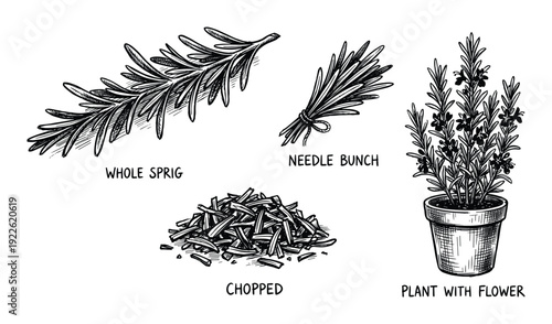 Rosemary sprig illustrations: whole sprig, needle bunch, chopped rosemary, plant with flower