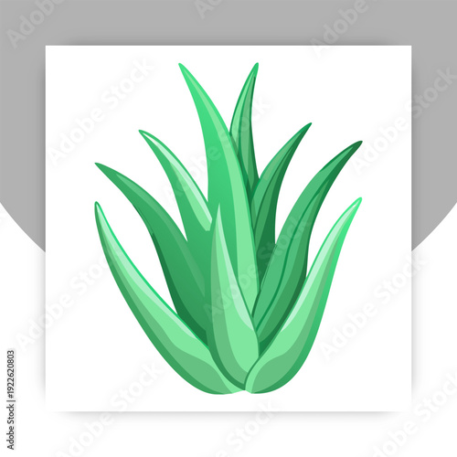 A vibrant, stylized illustration of a succulent plant with spiky green leaves on a white background