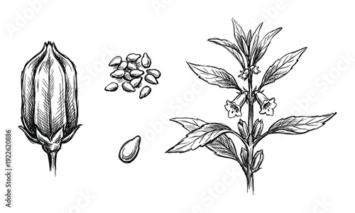 Sesame plant illustration with pod, seeds, and flowering branch, hand-drawn sketch