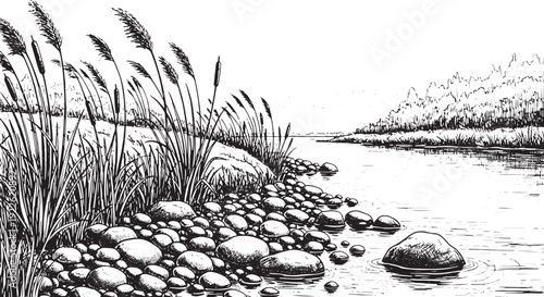 Riverside reeds and rocks natural landscape sketch