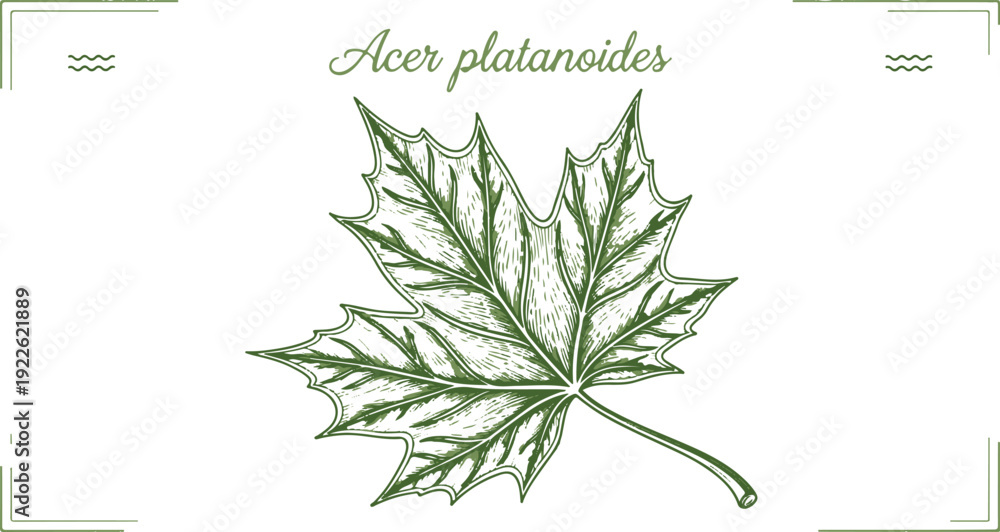 Obraz premium Acer platanoides, a detailed illustration of a green maple leaf with intricate veins on a white background, showcasing nature's beauty and botanical art.