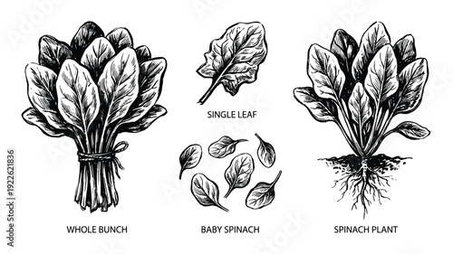 Spinach Bunch Single Leaf Plant Vector Illustration