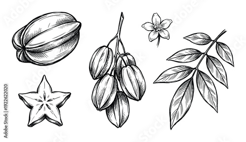 Starfruit vector illustration with blossom and leaves on white background