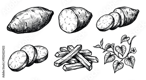 Sweet potato sketch set, whole, sliced, fried, and plant drawing