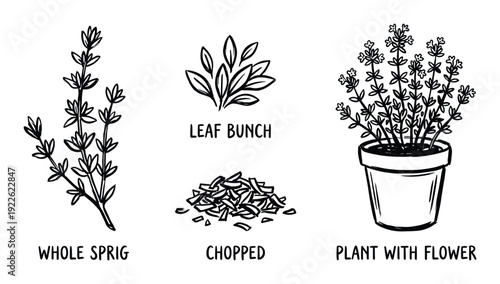 Thyme plant illustration: whole sprig, leaf bunch, chopped, plant with flower, herbal seasoning