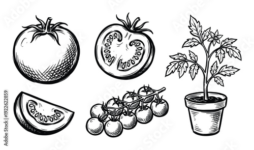 Tomato sketches set whole, sliced and plant. Hand drawn vintage style illustrations.