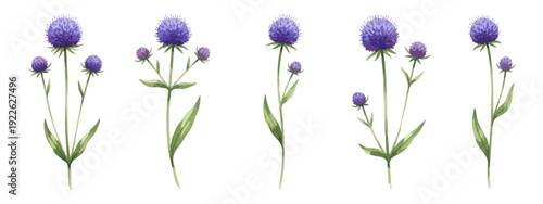 Meadow devil's-bit scabious botanical watercolor set succisa pratensi, vectors isolated on white
