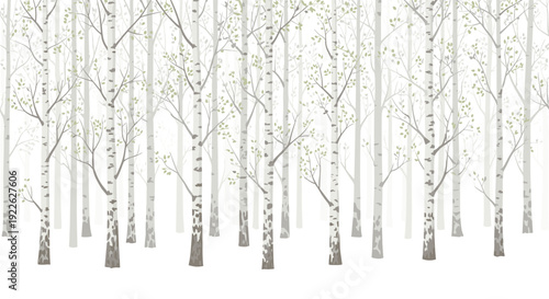 Serene birch tree forest scene in winter with slender white trunks and delicate branches fading into a soft misty background.