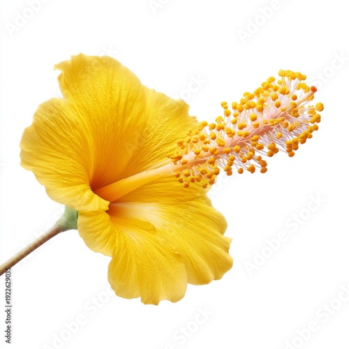 Vibrant Yellow Hibiscus Flower Showcasing Petals and Stamen in Close-Up Against a White Background