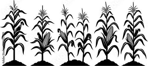 vector illustration corn tree