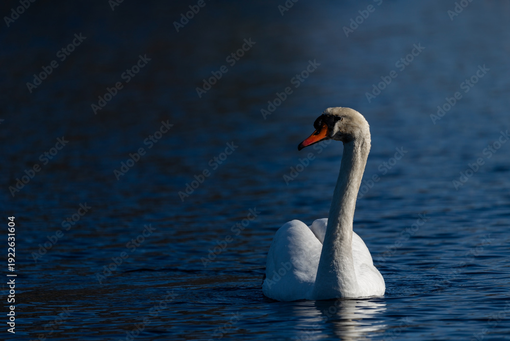 Obraz premium Elegant white mute swan swimming on the deep blue water