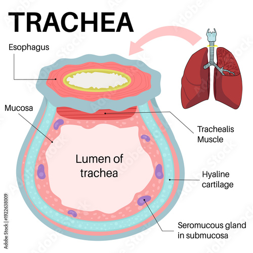 Anatomy of Trachea in Human Body.