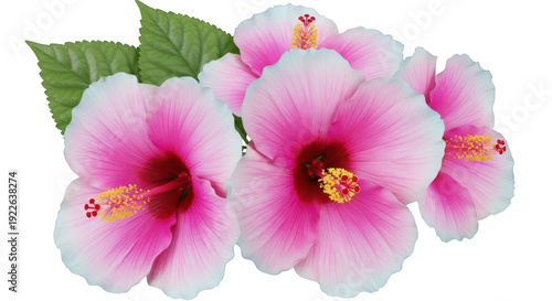 Pink hibiscus flowers with green leaves isolated on transparent background