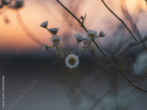 Foto Photo of a lovely flower