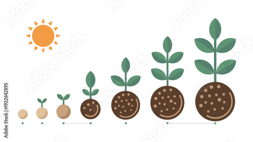 Seedling Growth Stages Under Sunlight.