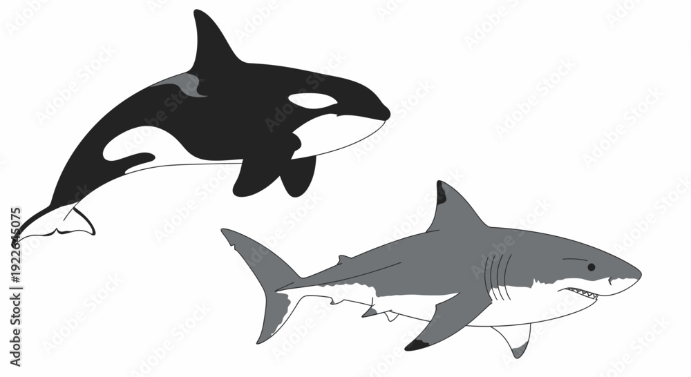 Fototapeta premium Illustration of orca and shark swimming together in ocean environment from side viewpoint