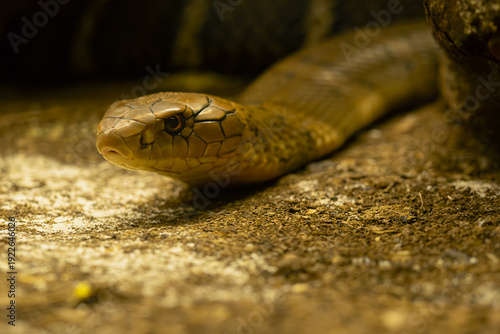 The king cobra (Ophiophagus hannah), portrait of the longest venomous snake. Deadly snake from Asia.