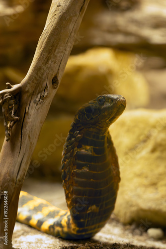 The ringhals (Hemachatus haemachatus), also known as the ringhals or ring-necked spitting cobra. Dangerous African snake.