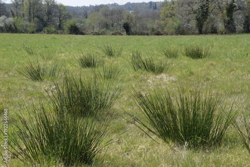 a meadow in France