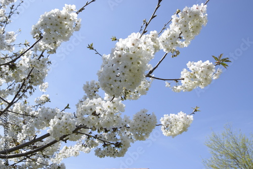 Cheries tree at spring