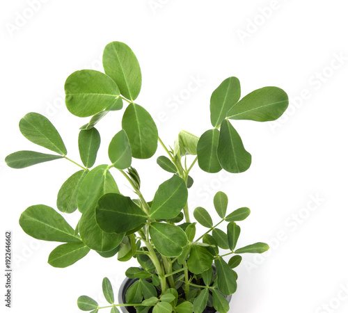 Peanut seedlings in pots