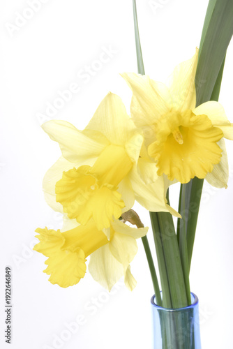 Daffodils on a white background