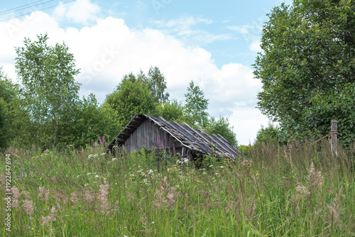 фотографія Small abandoned wooden shed hidden in tall wild grass and surrounded by dense su