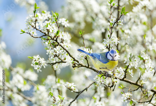 Little bird perching on branch with white flowers of blossom plum tree. Blue tit. Springtime. Parus caeruleus