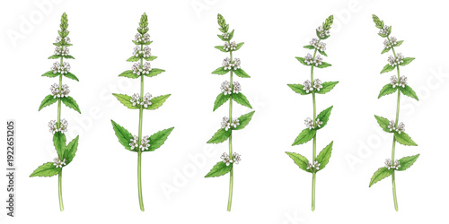 Creeping bugle botanical watercolor set ajuga reptans medicinal herb, vectors isolated on white
