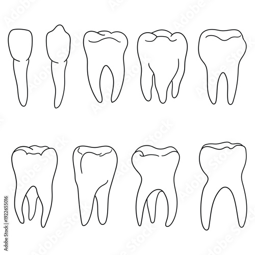 Hand-drawn doodle set of teeth on a white background.