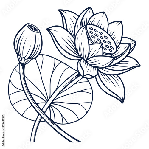 black and white lotus seed pod