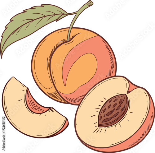 vector illustration of peach fruit