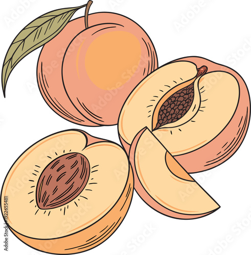 vector illustration of peaches