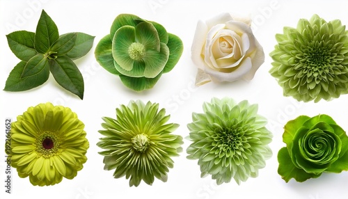 selection of various green flowers isolated on a white background