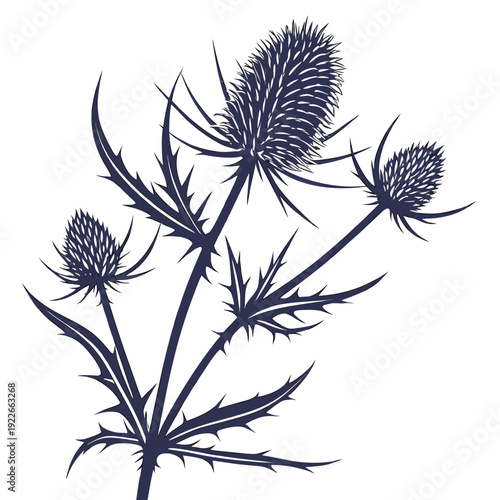 eryngium silhouette on white background