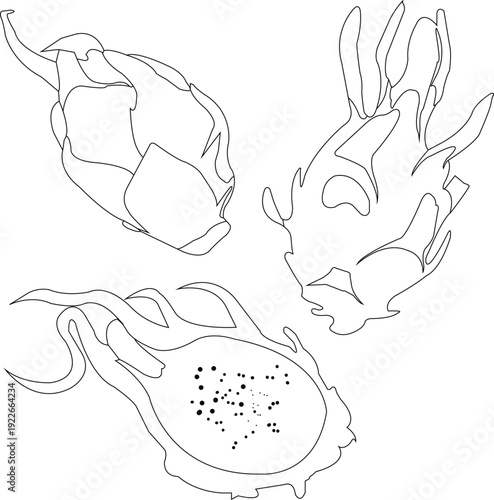 hand draw dragon fruits icons illustration set, dragon fruits fresh line sketch	