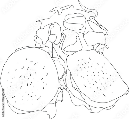 hand draw dragon fruits icons illustration set, dragon fruits fresh line sketch	