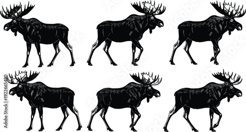 Moose Silhouette Collection Vector Illustration with Walking Poses Isolated on White Background, Wild Forest Animal Design Set